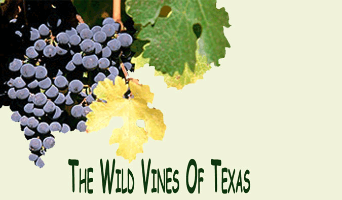 The Wild Vines of Texas - a source for Concord, Petite Syrah, Gewurztraminer, Villard Blanc, Prairie Star for wine, jams or juice. We also raise Chickens and Percentage Boer Goats.