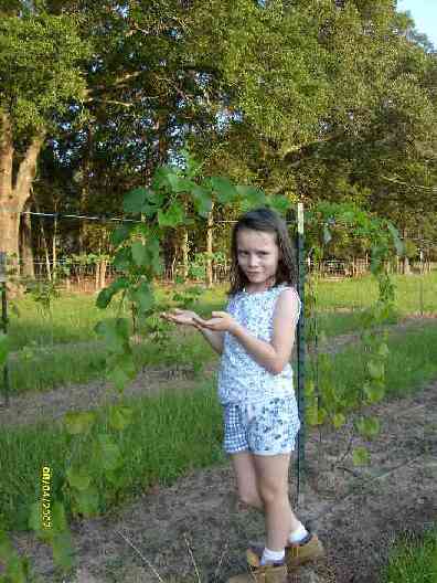 Our Concord Grape Vines on their second year