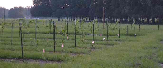 Our first planting of our test crop