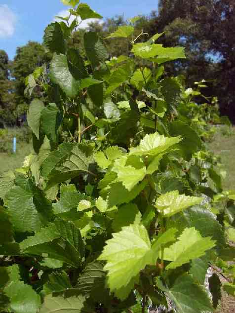 Nice thick canopy.